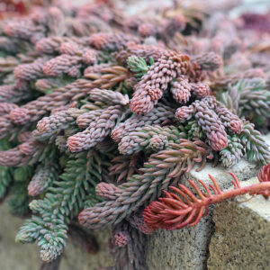 Седум blue spruce