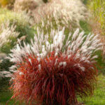 Міскантус китайський africa