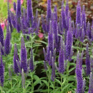 Вероніка довголиста marietta