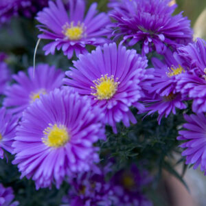 Айстра новобельгійська «island samoa»