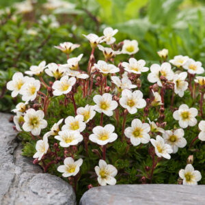 Ломикамінь Арендса White Pixie