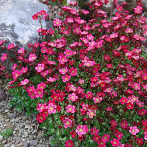 Ломикамінь Арендса pink carpet