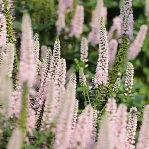 Вероніка довголиста first choice