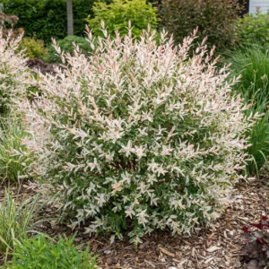 Верба Хакуро Нішики / salix integra ‘hakuro nishiki’