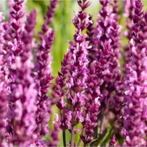 Шавлія Synchro Pink / Salvia nemorosa Synchro Pink
