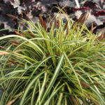 Осока ice cream