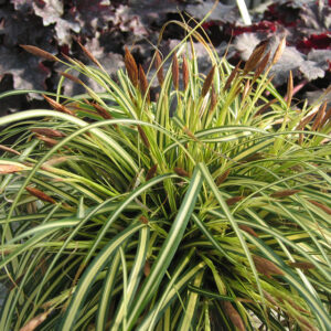 Осока ice cream