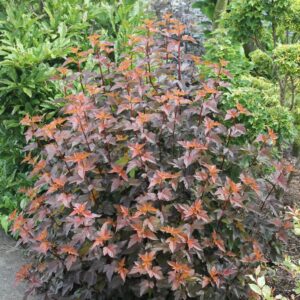 Пухироплідник center glow