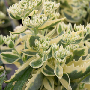 Седум autumn charm