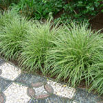 Осока Морроу variegata