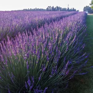 Лавандин platinum niko