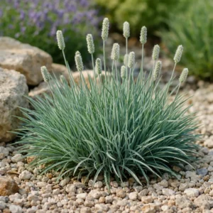 Сеслерія блакитна / sesleria caerulea