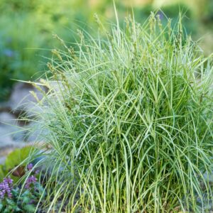 Осока пальмолиста variegata