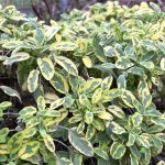 Шавлія лікарська variegata