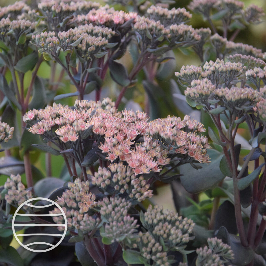Седум mojave jewels sapphire Седум mojave jewels sapphire