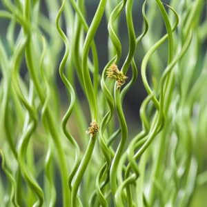 Головна сторінка Джункус спіральний spiralis