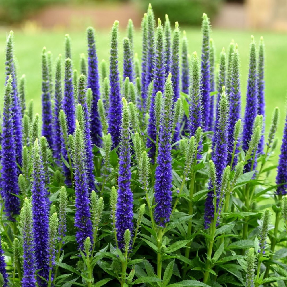 Вероніка ulster dwarf blue (горщик р9) Вероніка ulster dwarf blue (горщик р9)
