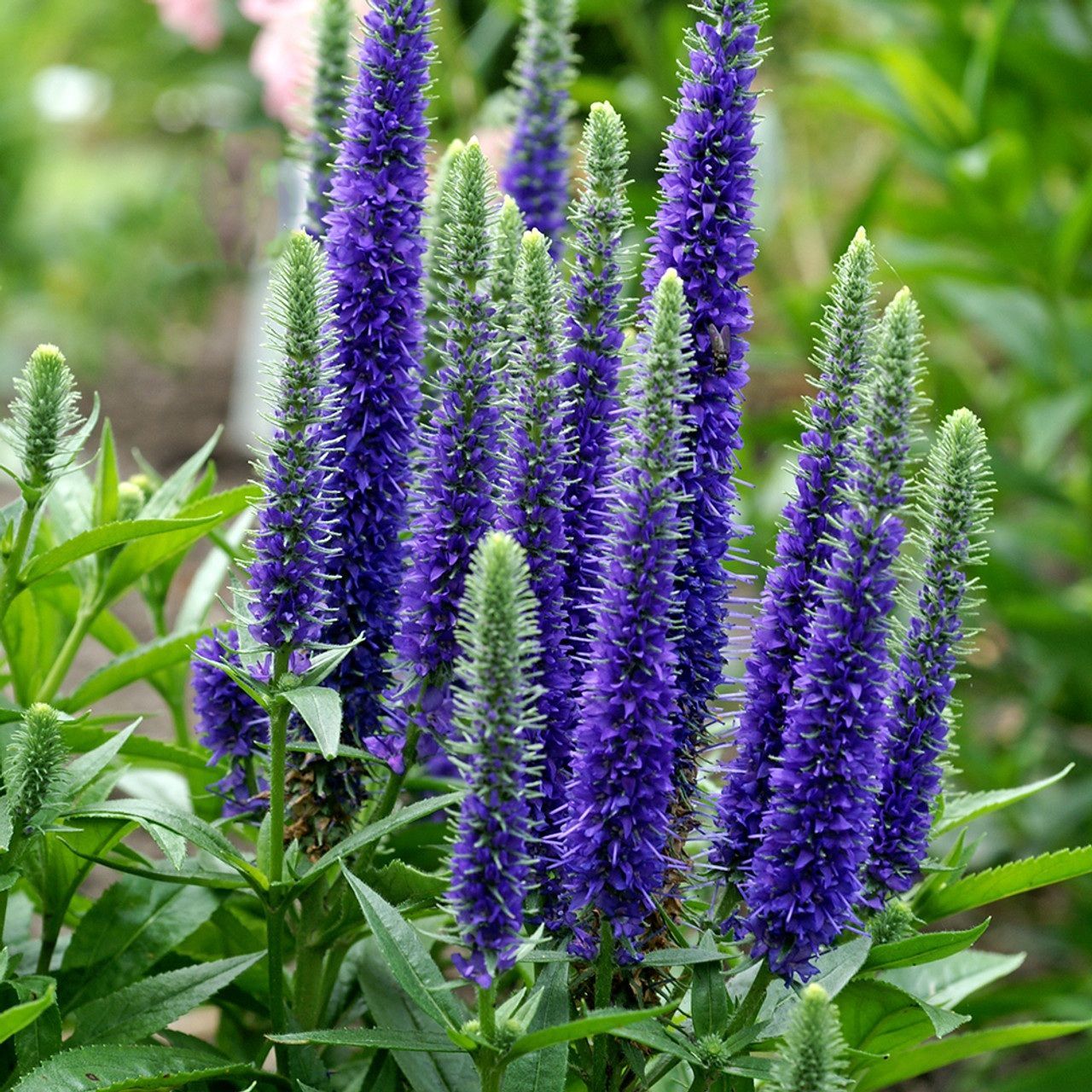 Вероніка ulster dwarf blue (горщик р9) Вероніка ulster dwarf blue (горщик р9)